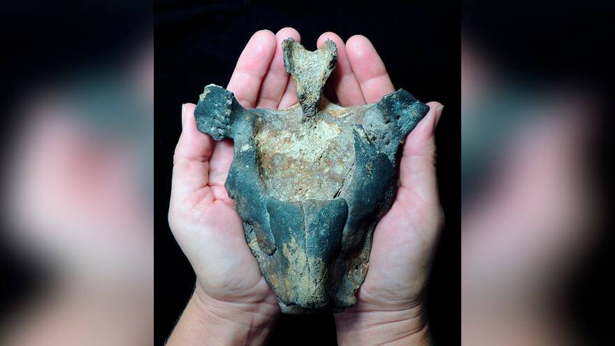 Estudio demuestra que delfines rosados sobrevivieron a extinción masiva