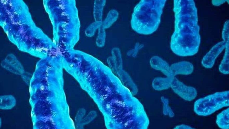 Científicos establecen primera secuencia completa de un cromosoma humano