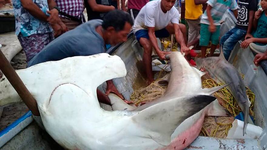 Atrapan tiburón martillo en playas de Córdoba