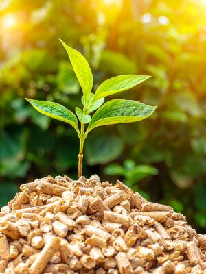 Cuánta biomasa necesita Colombia | Columna de Amat Zuluaga