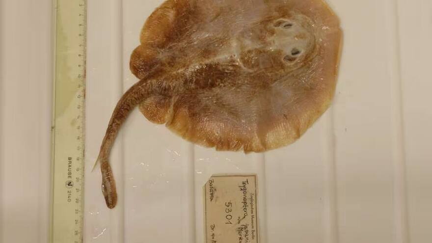 Esta es la primera especie marina que desapareció por actividad humana