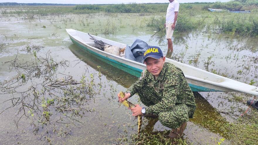 Liberaron 750 babillas en la ciénaga de Cascajal, en Magangué