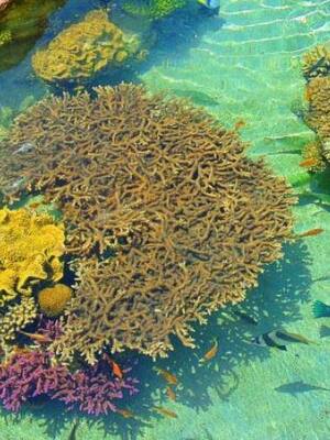 Corales por Colombia, corales por la vida