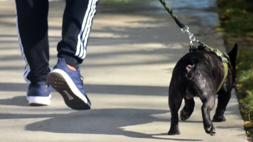 Excremento de mascotas, un conflicto común en las calles de Barranquilla