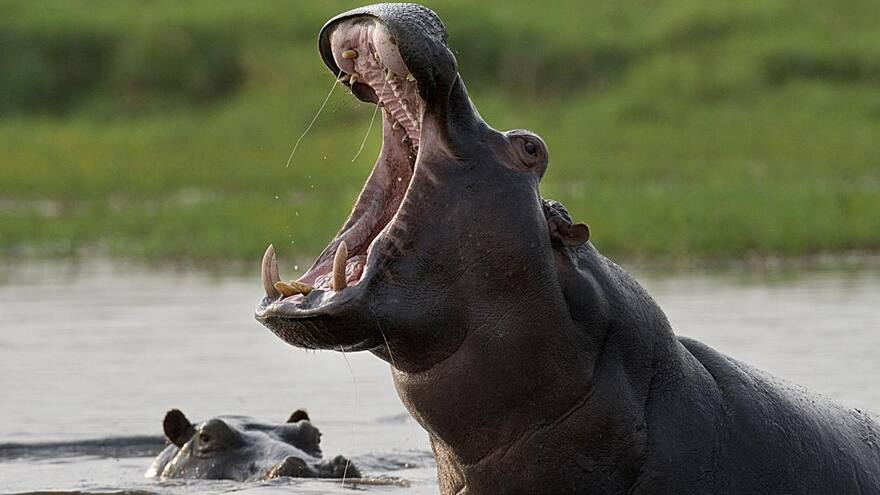 Hipopótamos de Pablo Escobar reconocidos como 'personas legales' en EE. UU.