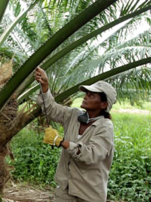 Aceitando el motor de la economía
