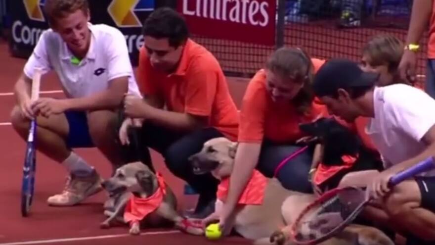 En video | Para encontrar un hogar, perros recogen bolas en juego de tenis