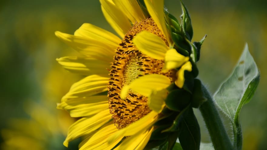 Girasoles, medicina que cura la tierra