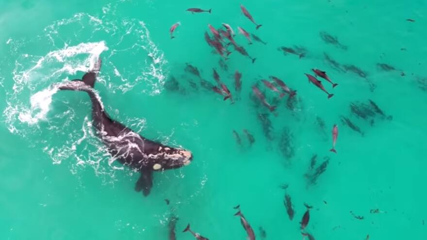 En video | Ballena jorobada y decenas de delfines dan un sublime espectáculo