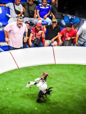 Adiós a los gallos