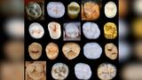 Homo sapiens y neandertales divergieron hace 800 mil años