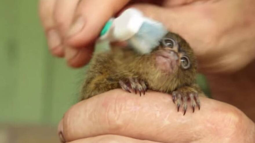 Recuperan monos titíes pigmeos que fueron robados en zoológico de Medellín