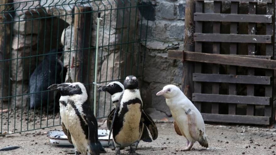 El insólito pingüino albino que causa sensación en Polonia