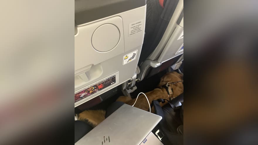 Avianca responde a pasajera que se quejó de compartir silla con un perro