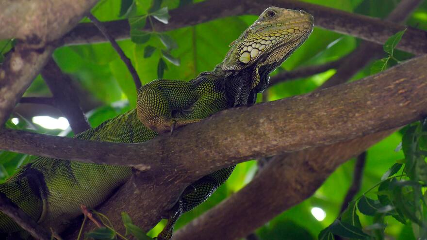 Fauna y flora: La necesidad de preservar la biodiversidad de Barranquilla