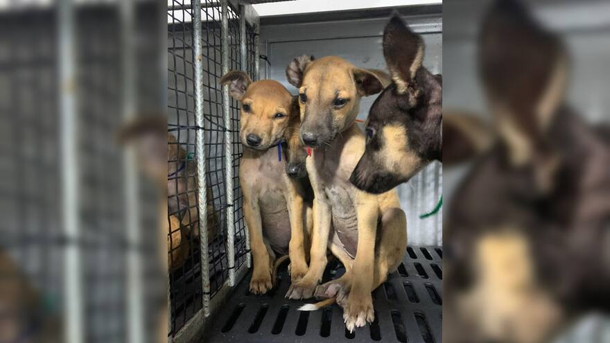 La titánica labor para rescatar 18 perros en La Guajira