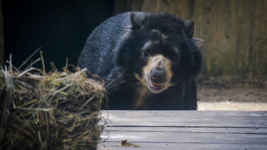 Directora del Zoológico de Barranquilla se pronuncia sobre la muerte del oso Chucho
