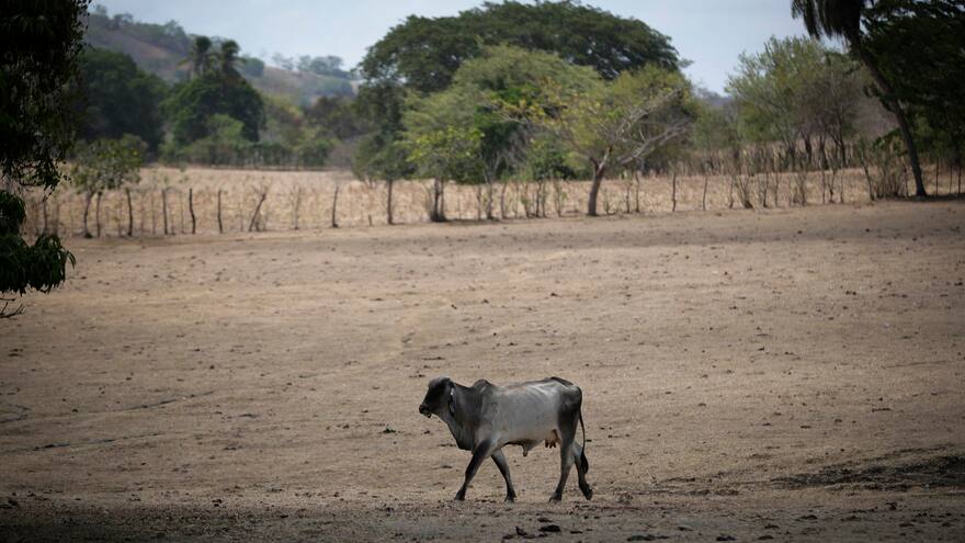 2023, el año más caluroso en la historia en América Latina, según la ONU
