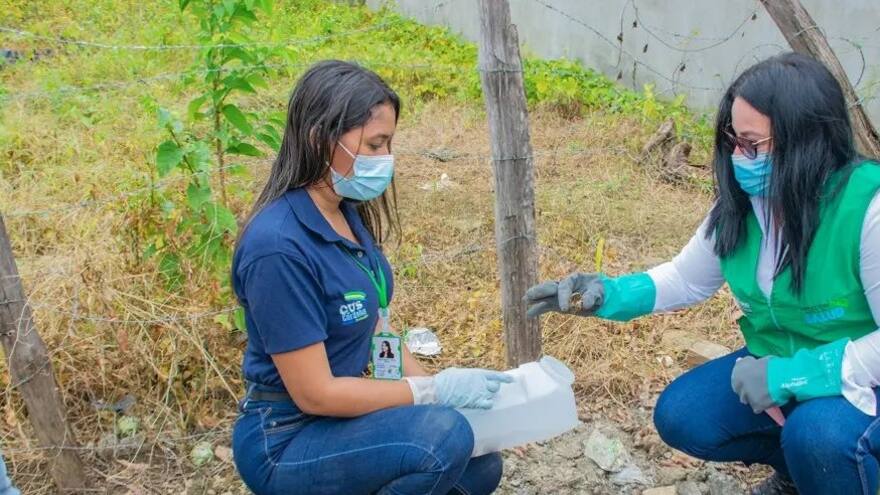 Atienden alerta por brote de caracoles africanos en Montelíbano, Córdoba