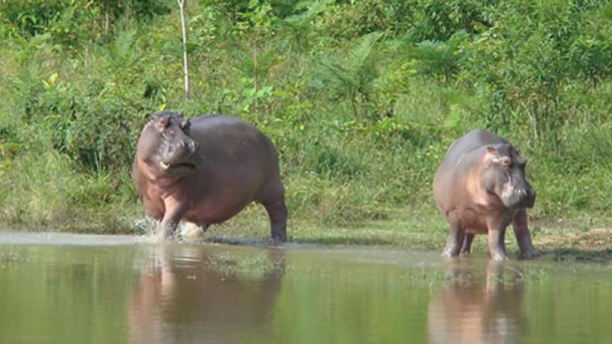 El hipopótamo fue declarado como especie invasora en el país por Minambiente