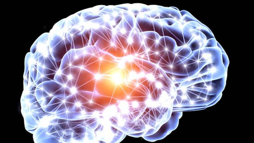 Detectan por primera vez actividad eléctrica en minicerebros cultivados en laboratorio