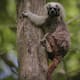 El tití cabeciblanco: una especie con ‘Encanto’ de película