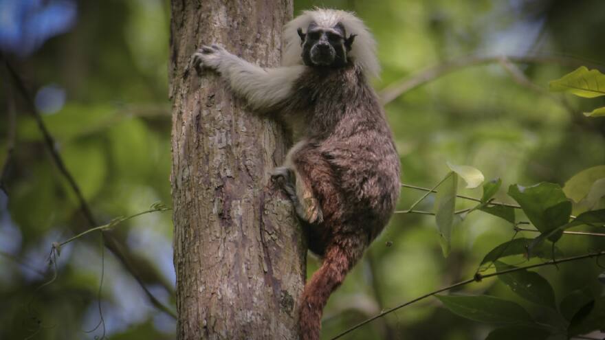 El tití cabeciblanco: una especie con ‘Encanto’ de película