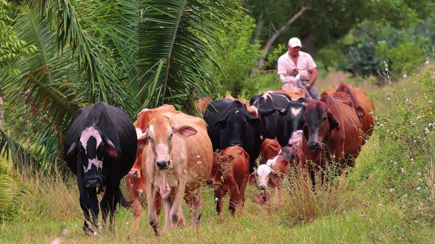 Pequeños ganaderos de Sucre tienen $14 mil millones para su fortalecimiento
