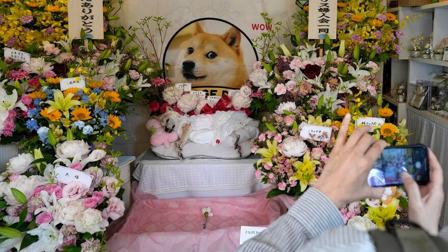 Despiden con flores a Kabosu, la perra shiba inu que inspiró el meme ‘Doge’