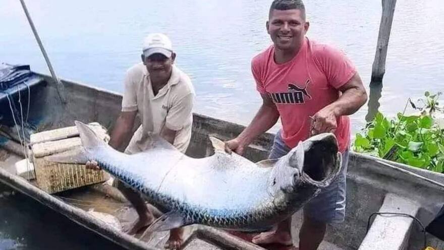 Atrapan un sábalo de 95 libras en la desembocadura del río Sinú