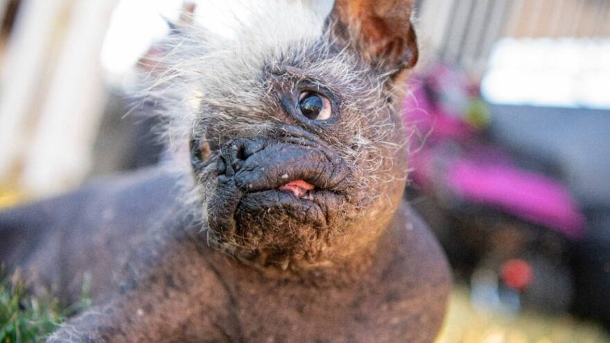 ‘Mr. Happy Face’ es el perro más feo del mundo