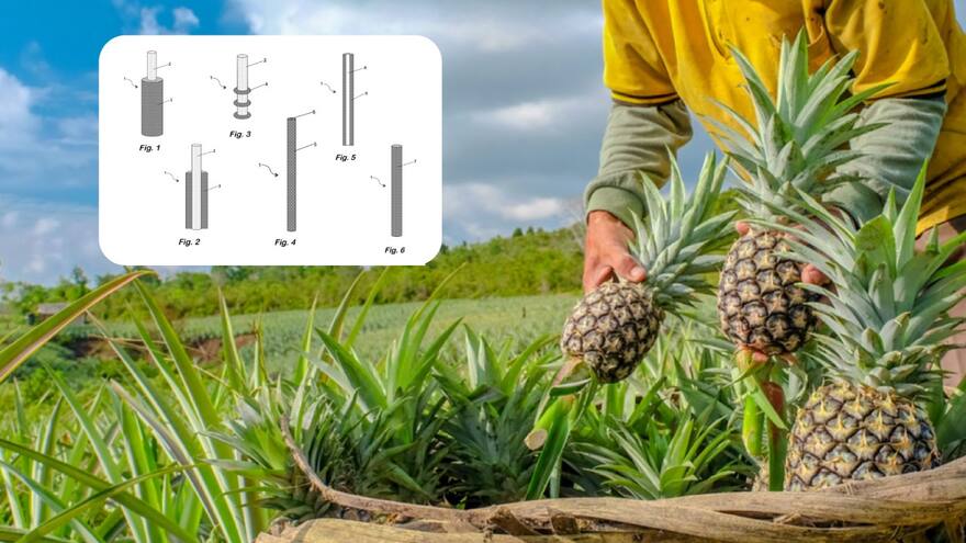 Barra endulzadora de celulosa: la primera invención patentada de Uniguajira