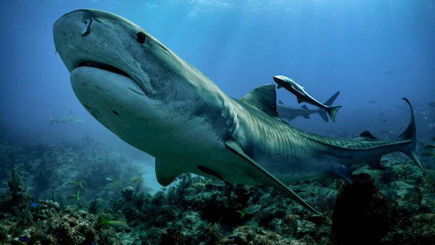 En playa de Brasil se registraron dos ataques de tiburones en 24 horas