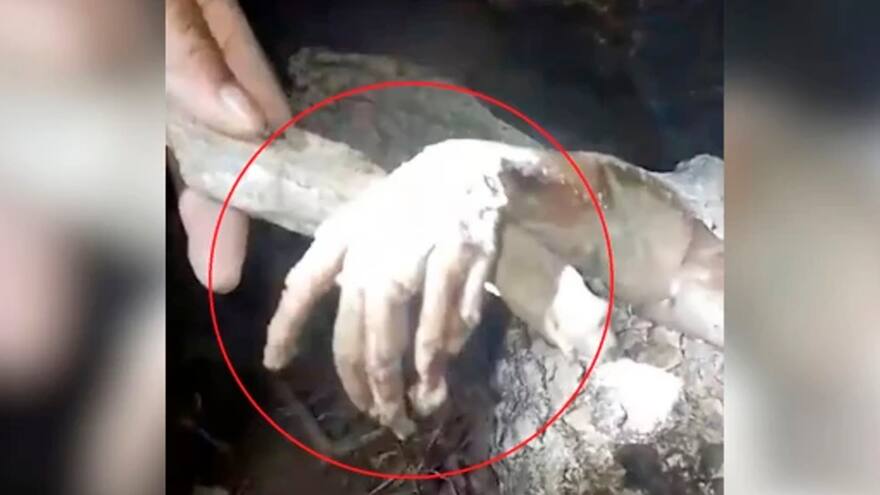 Cazadores afirman que atraparon al legendario chupacabras, en Brasil