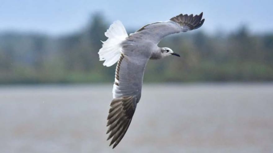 Desde ventanas, barranquilleros serán testigos del avistamiento de aves
