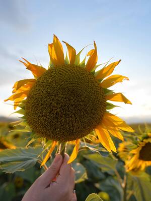 Turismo, agro y emprendimiento | Columna de Álvaro De la Espriella