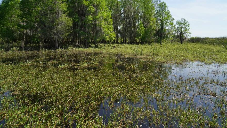 Estados Unidos: hospitalizan a un hombre en Florida tras ser mordido por un cocodrilo
