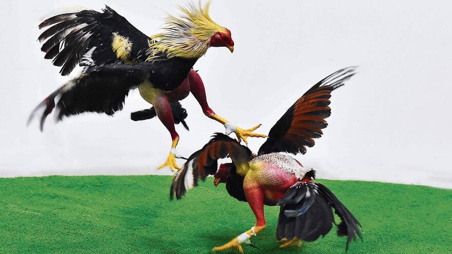 ICA pide prohibir las peleas de gallos en Colombia por foco de gripe aviar