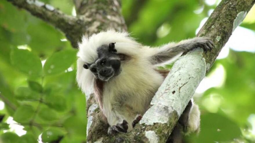 Se conmemora el 'Día del Tití Cabeciblanco' durante este mes de agosto