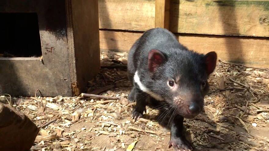 El cáncer amenaza con extinguir los demonios de Tasmania