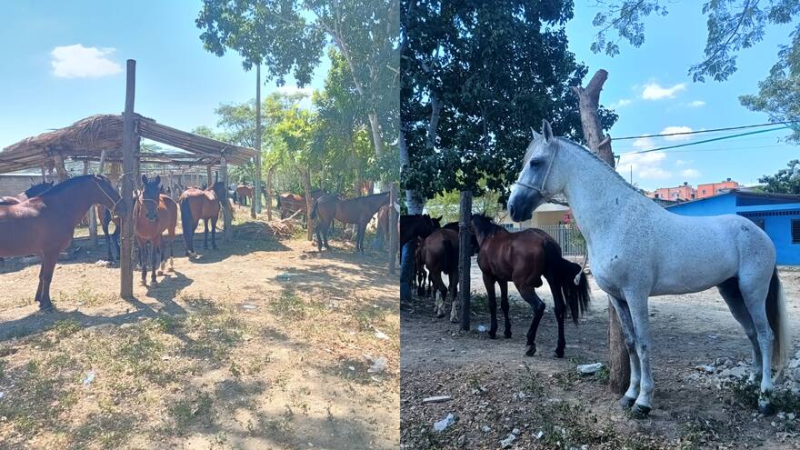 Sincelejo se alista para la Gran Cabalgata del 20 de Enero