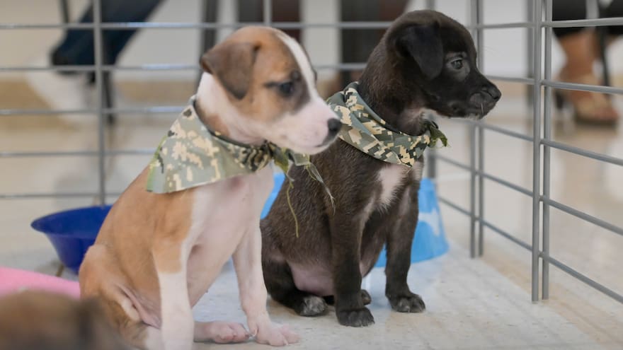 Distrito realizará jornada de adopción de animales rescatados