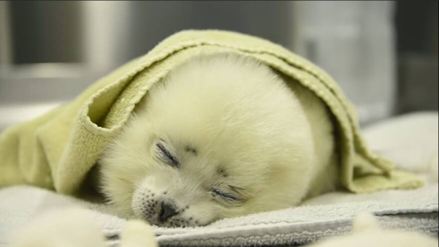 Trabajadores de un acuario rescatan una foca bebé y le enseñan a nadar