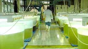 Colombia aspira a elevar un 50 % su producción de biodiésel y de etanol