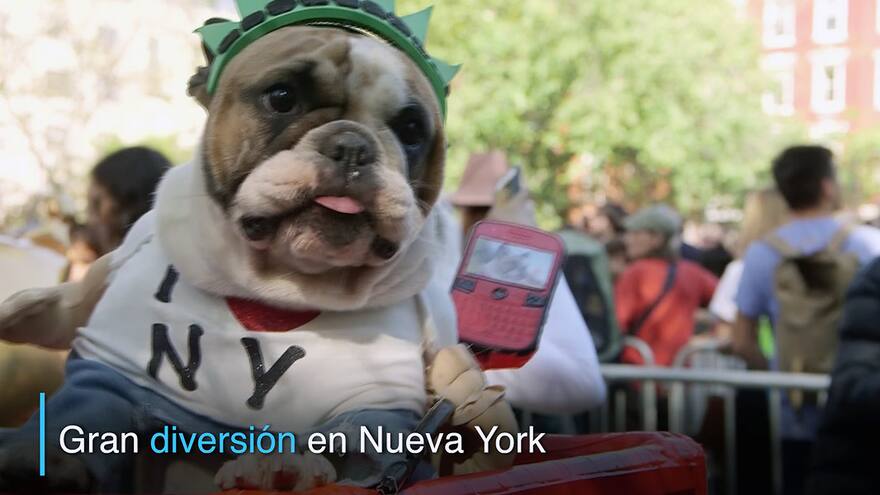 Así celebran los perros el Halloween en Nueva York