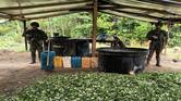 Destruyen cinco laboratorios para procesamiento de la base de coca en Antioquia