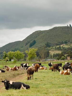 Tierra, competitividad y mercados | Columna de José Félix Lafaurie