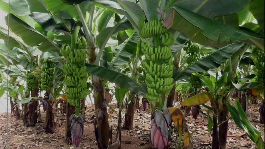 La Guajira: detienen producción bananera por amenazas de bandas criminales
