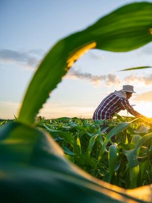 “Es la productividad, ¡estúpido!” | Columna de Indalecio Dangond B.