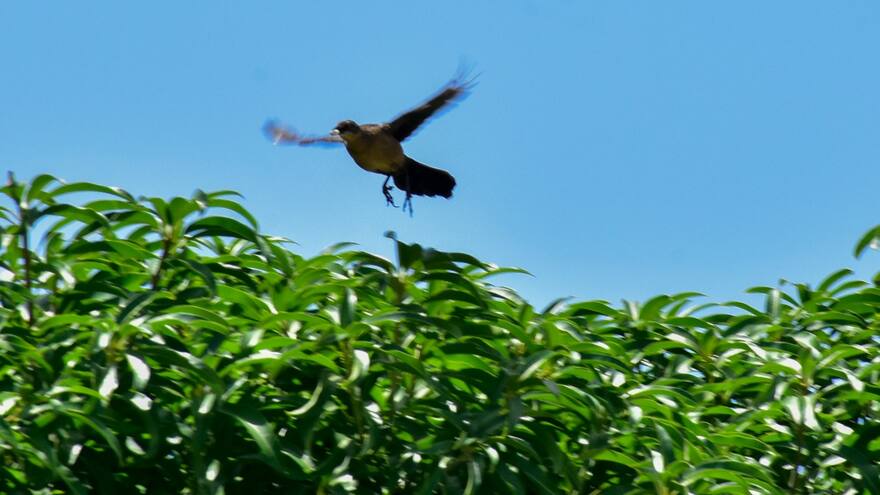 En el barrio Paraíso alertan sobre ataque de maría mulatas